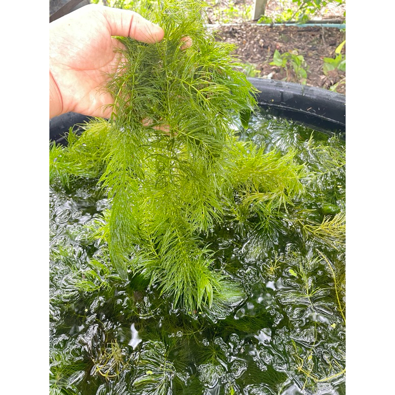 สาหร่ายพุงชะโด  สาหร่ายสำหรับอนุบาลลูกปลา สาหร่ายน้ำจืด สาหร่ายธรรมชาติ