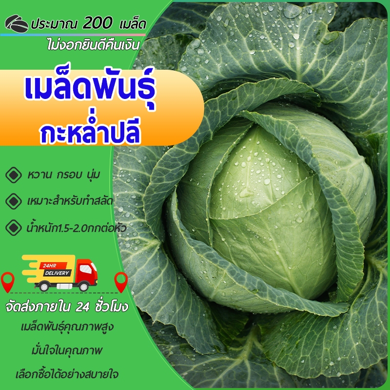 200เมล็ดเมล็ดพันธุ์กะหล่ำปลีเขียวเมล็ดพันธุ์ผักปลูกผักผักออร์แกนิก