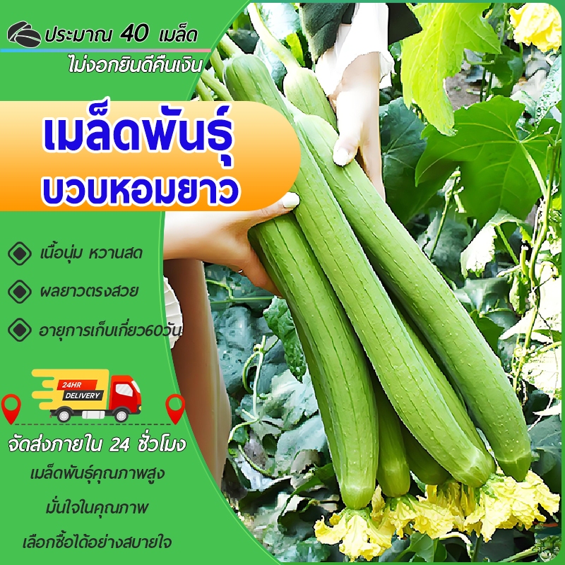 เมล็ดพันธุ์บวบหอมยาววว ประมาณ 40 เมล็ด งอกง่าย การเติบโตอย่างรวดเร็ว ผลไม้ยาว