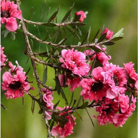 Leptospermum Scoparium Manuka, Myrtle Flowers Roses for Honey Seeds เมล็ดพันธุ์ มานูก้า - รูปที่ 6