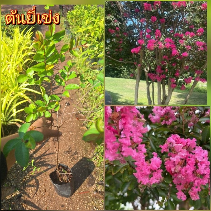 ยี่เข่ง หรือ คำฮ่อ ดอกสีสวย ชอบแดดจัด ทนแล้ง ออกดอกตลอดปี