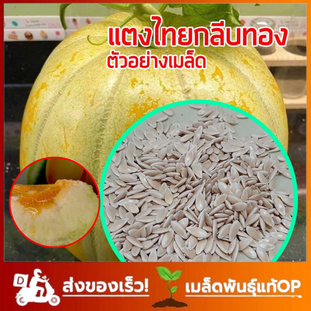 เมล็ดพันธ์ุ แตงไทยลายกลีบทอง พันธ์ุแท้ ซองละ 2 กรัม

<p>“><center></p>
<h4></h4>
<p><p><font color=