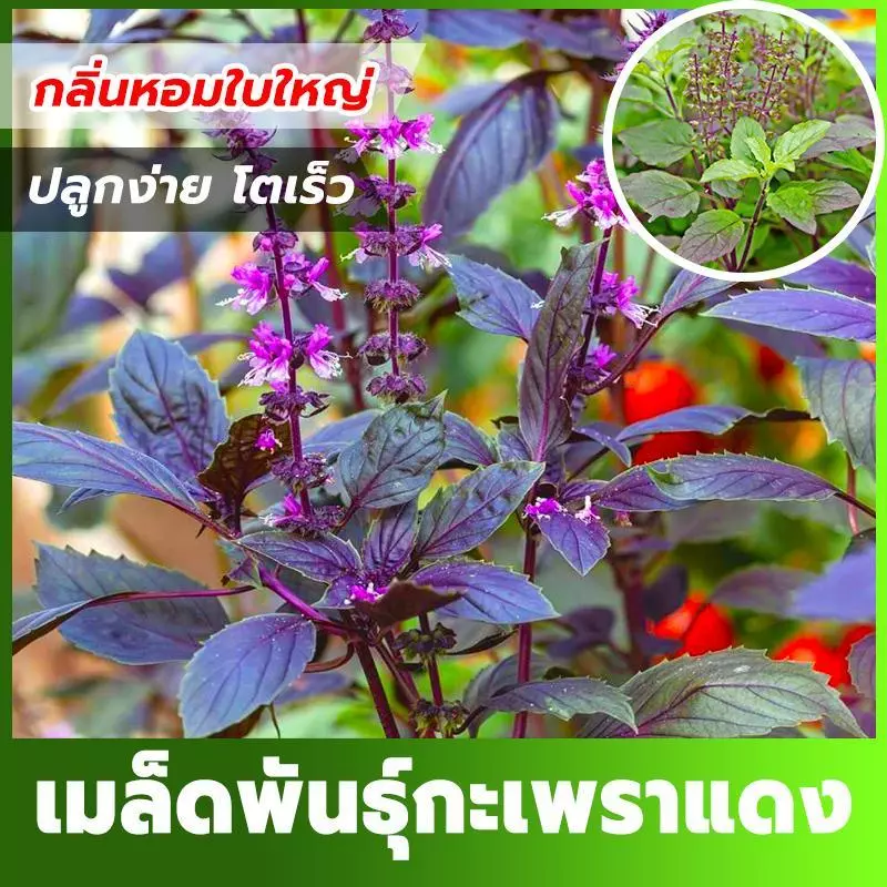 เมล็ดพันธ์ุ กะเพราแดง กะเพราหอม ซองละ 100 เมล็ด