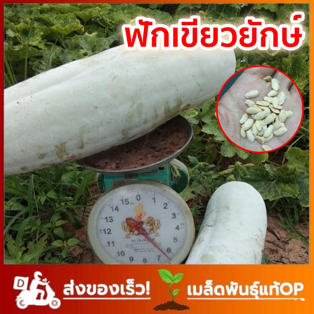 เมล็ดพันธ์ุ ฟักเขียวยักษ์ บรรจุซองละ 2g
