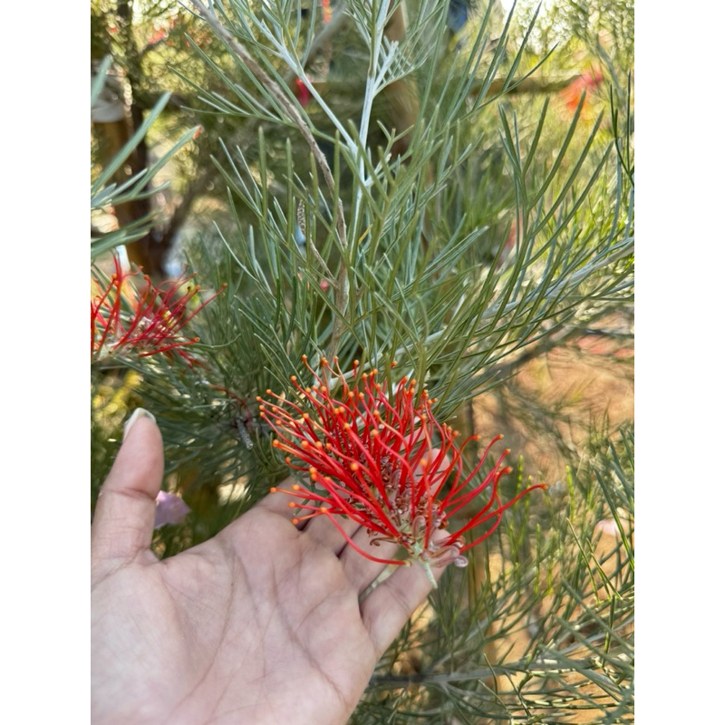 สนเกลวิเลียแดงเม่น Grevillea 'Scarlet Moon' ทาบ(แดงเม่น)สูง80-100ซม.ฟรอมสวยทรงคริสต์มาส