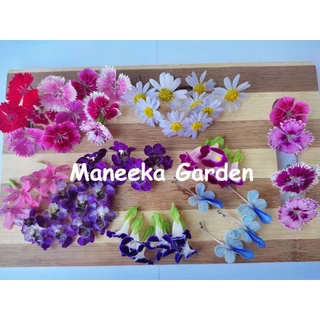 ดอกมากาเร็ตบอเนียว ดอกผีเสื้อ เดซี่ ดอกไม้กินได้ Edible flowers กล่องละ 50-100 ดอก (ส่งด่วนInstantDelivery)ทุกวัน