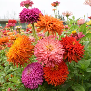 เมล็ดบานชื่นแคคตัส 50เมล็ด(0.5กรัม) Zinnia Cactus elegans เมล็ดพันธุ์พรีเมี่ยมเกรด