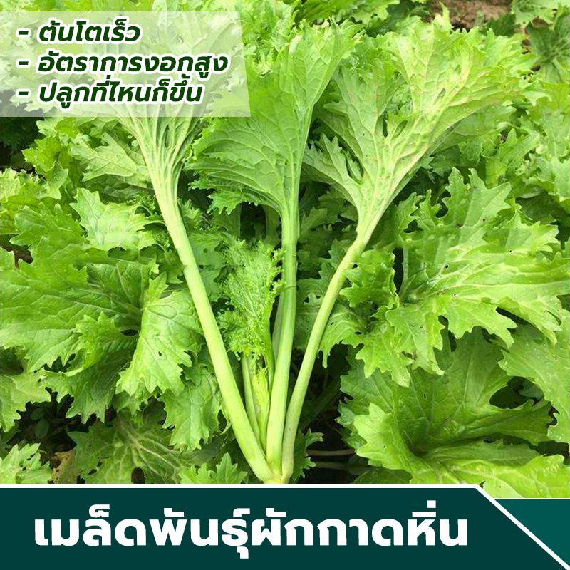 เมล็ดพันธ์ุผักกาดหิ่น ซองละ 150 เมล็ด