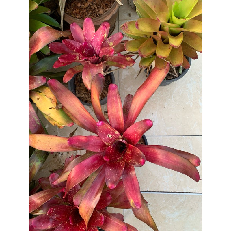 สับปะรดสี Neoregelia Fireball ต้นสีแดง