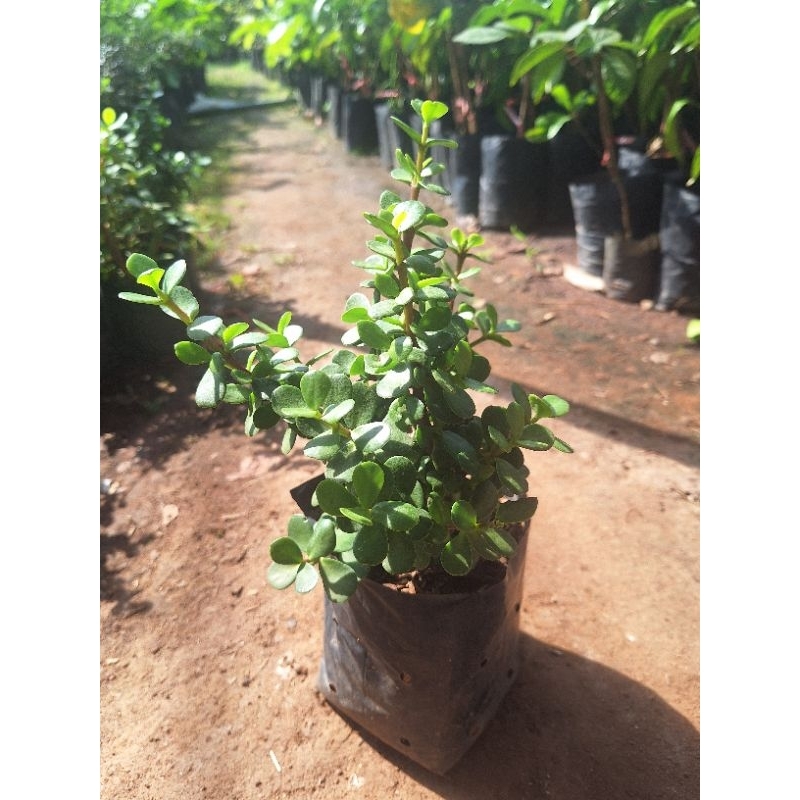 ต้นคลาสซูล่า ( Crassula Ovata หรือ Jade Plant) ต้นดูดทรัพย์  ไม้มงคล ฟอกอากาศได้ – โปรปัง