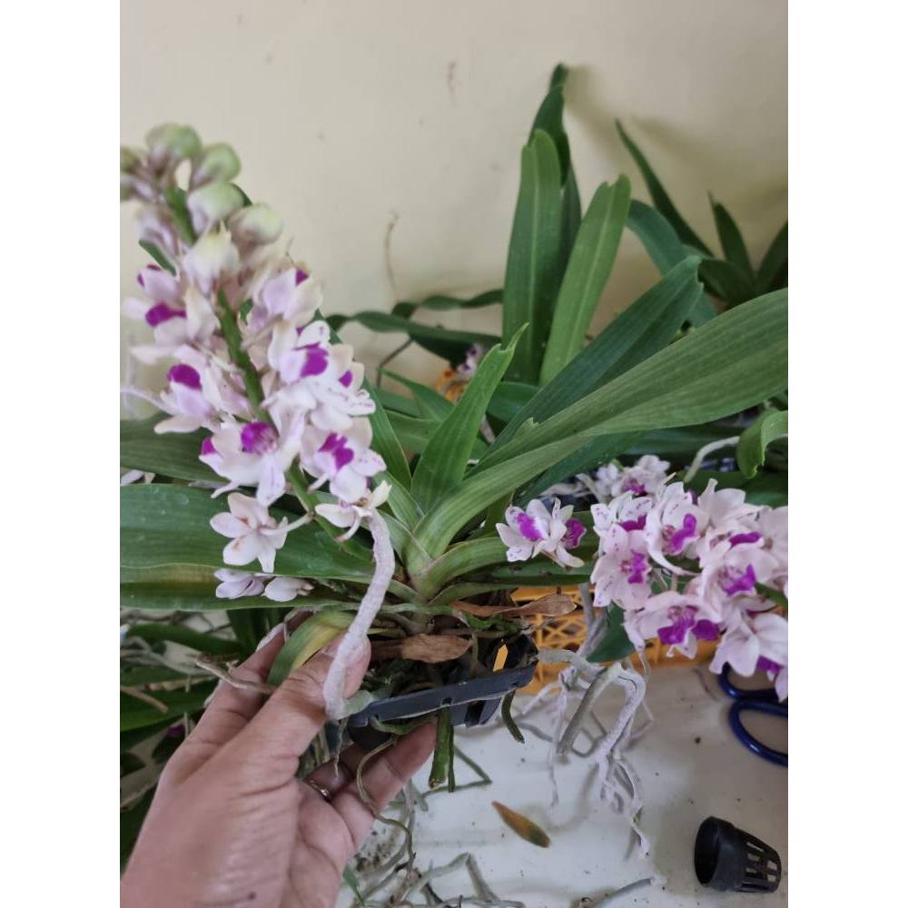 กล้วยไม้ช้าง คละสี ต้นใหญ่พร้อมให้ดอก และติดตุ่มตาดอก กระถาง4นิ้ว ติดขอนและต้นเปล่ากระถาง 1 นิ้ว(ช้างนิ้ว)