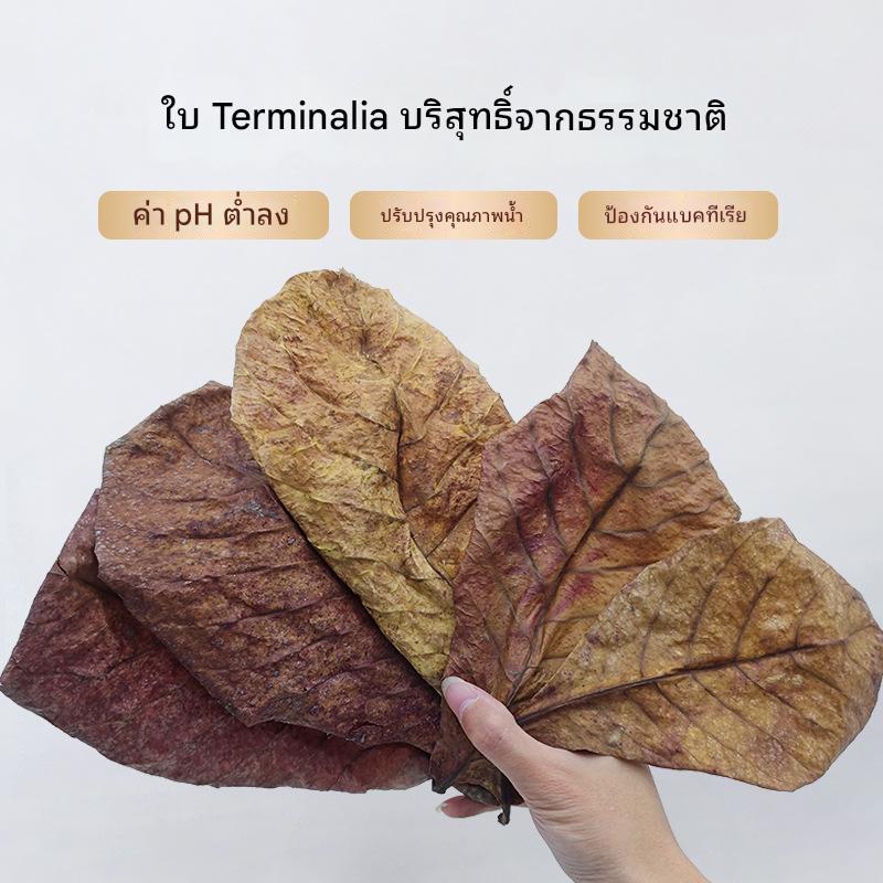 ใบหูกวาง Terminalia เลี้ยงปลา ปรับค่าPHน้ำ ป้องกันแบคทีเรีย