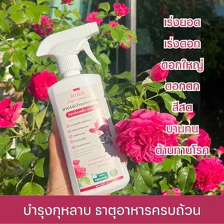 Rosy บำรุงกุหลาบ [ฉลากชมพู 500 ML] เร่งดอก ดอกใหญ่ ฟื้นฟูเร่งด่วน แก้ต้นโทรม ธาตุอาหารครบถ้วนสำหรับกุหลาบ ปุ๋ยกุหลาบ