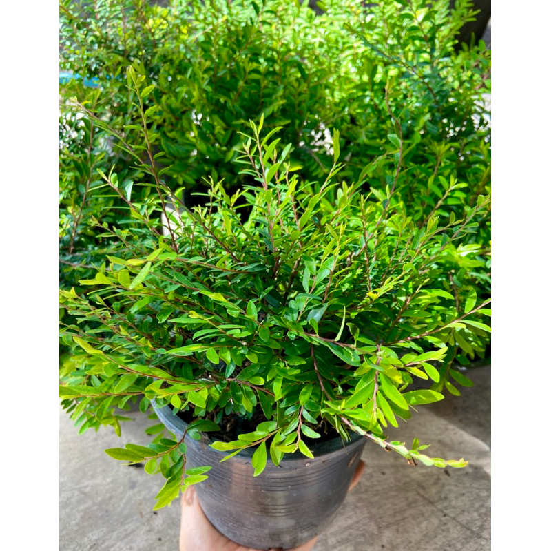 ต้นหลิวใบ หลิวเลื้อย หลิวญี่ปุ่น หลิวน้ำตก ไม้พุ่มเตี้ย กระถาง 5.5นิ้ว