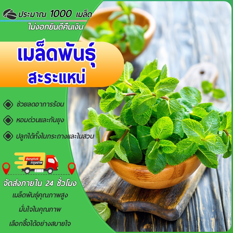 1000เมล็ด เมล็ดพันธุ์ สะระแหน่  LEMON BALM สะแน่ หอมด่วนเมล็ดผัก ปลูกผักสวนครัว สมุนไพรผักอินทรี