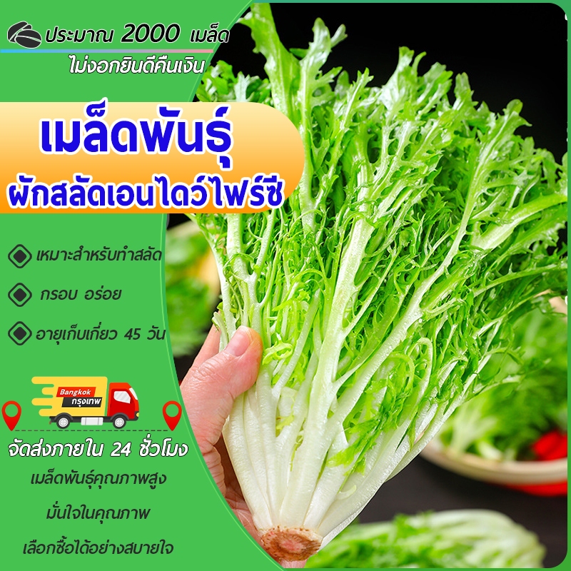 2000 เมล็ด เมล็ดพันธุ์ผักสลัดเอนไดว์ไฟร์ซี ผักสลัด ผักสลัดเอนไดว์ไฟร์ซี งอกง่ายโตไวพุ่มใหญ่ทานอร่อย