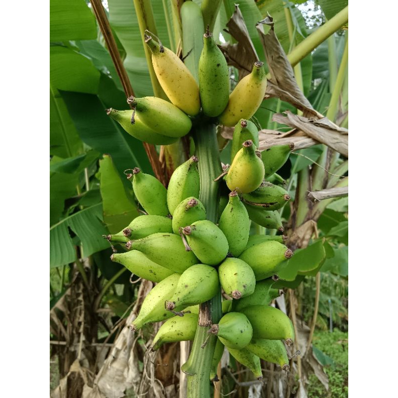 หน่อกล้วยทองเงย/กล้วยสายพันธุ์โบราณหาทานยาก