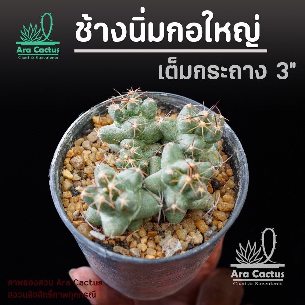 กอใหญ่! ช้างนิ่มฟอร์มกอใหญ่ Coryphantha macromeris v. runyonii ไซส์กระถาง 3 นิ้ว แคคตัส กระบองเพชร ต้นไม้ประดับ อวบน้ำ
