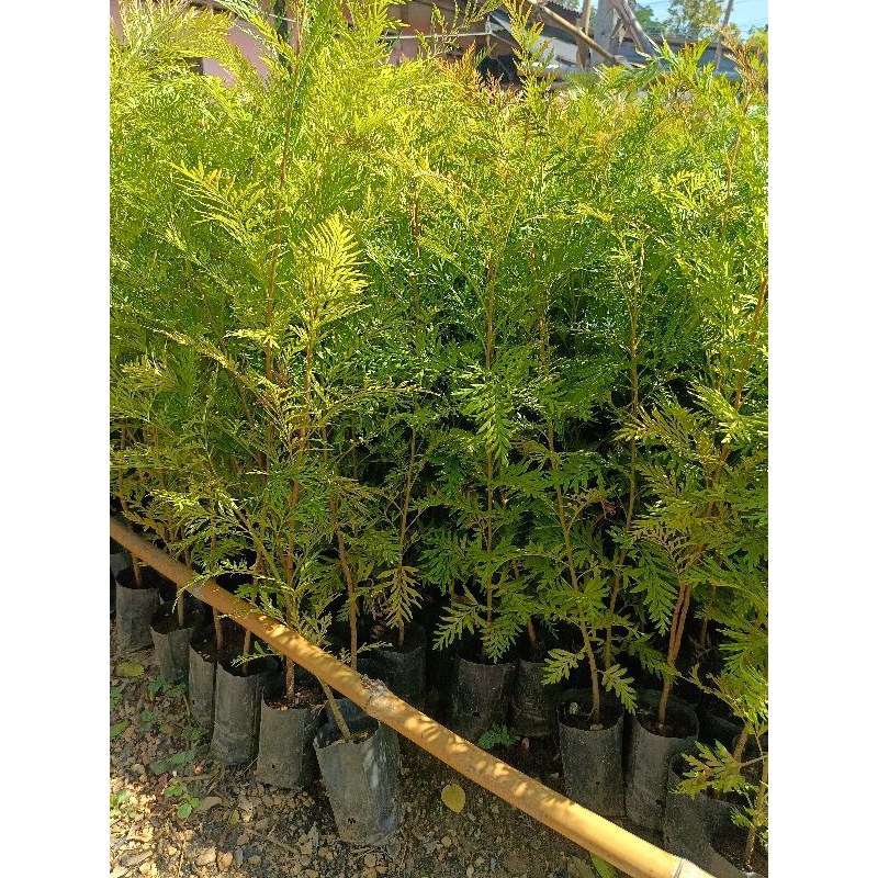 ต้นกล้าซิลเวอร์โอ๊คออสเตรเลียแพค 10 ต้น 80-90cm - รูปที่ 3