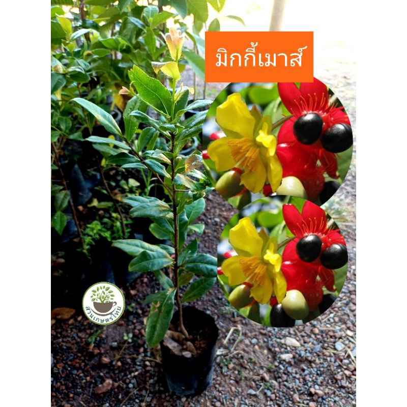 ต้นมิกกี้เมาส์  ไม้พุ่มเตี้ย ดอก2สี ในต้นเดียวกัน