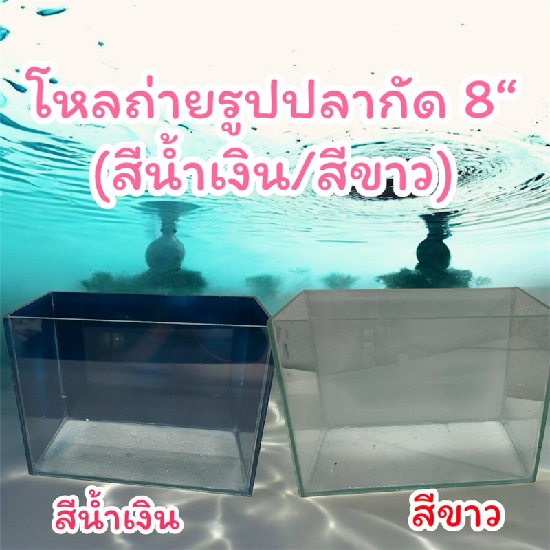 โหลปลากัด 4x8x6 นิ้ว พื้นหลังตู้สีขาว  สีน้ำเงิน สำหรับถ่ายรูปปลา