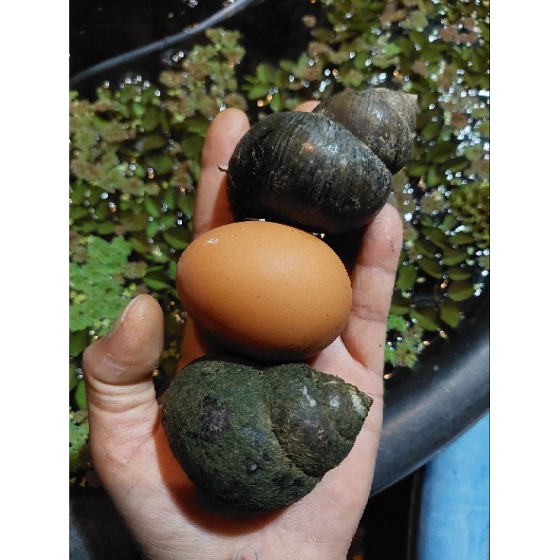หอยขมยักษ์รัตนะไซด์(จัมโบ้)..โตเต็มที่..เท่าไข่ไก่