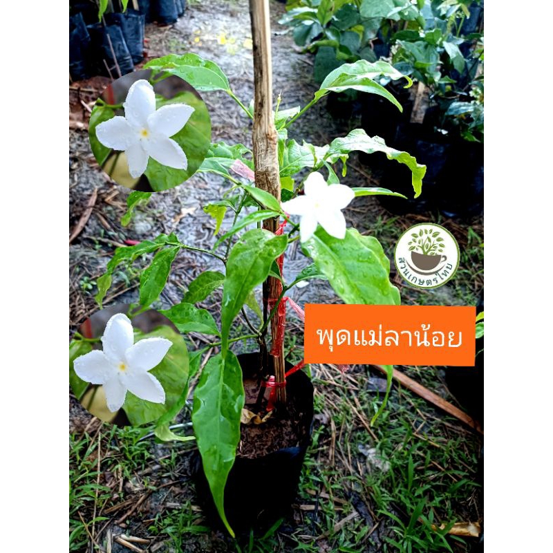 ต้นพุดแม่ลาน้อย ทรงพุ่ม ต้นพร้อมติดดอก พุดดอกหอม ดอกสีขาว ให้ดอกทั้งปี