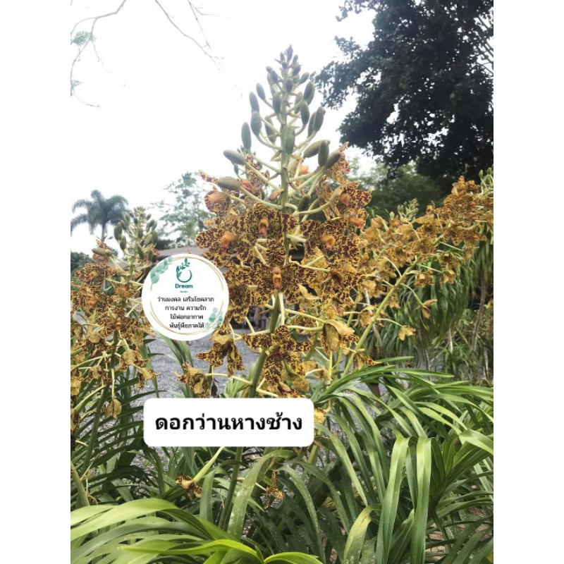 กล้วยไม้ที่ใหญ่ที่สุดในประเทศไทย กล้วยไม้หางช้าง 30-50 ซม. ไม้ประดับ ดอกสวยงาม