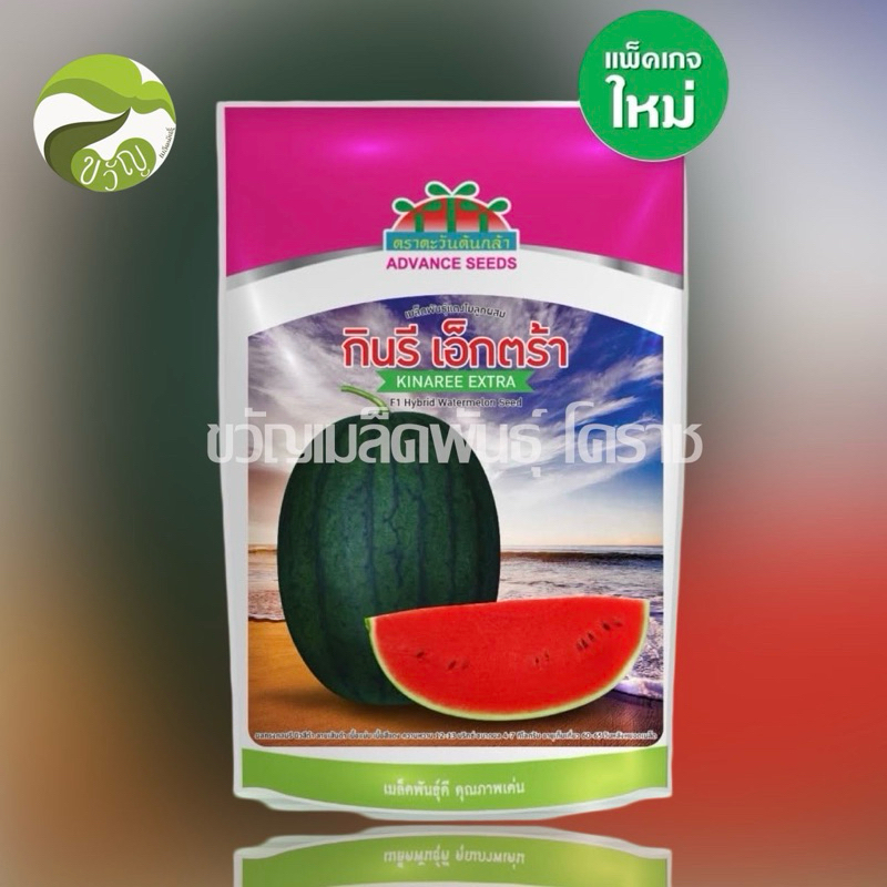 เมล็ดพันธุ์ แตงโม กินรี เอ็กตร้า แตงโม ตรา ตะวันต้นกล้า