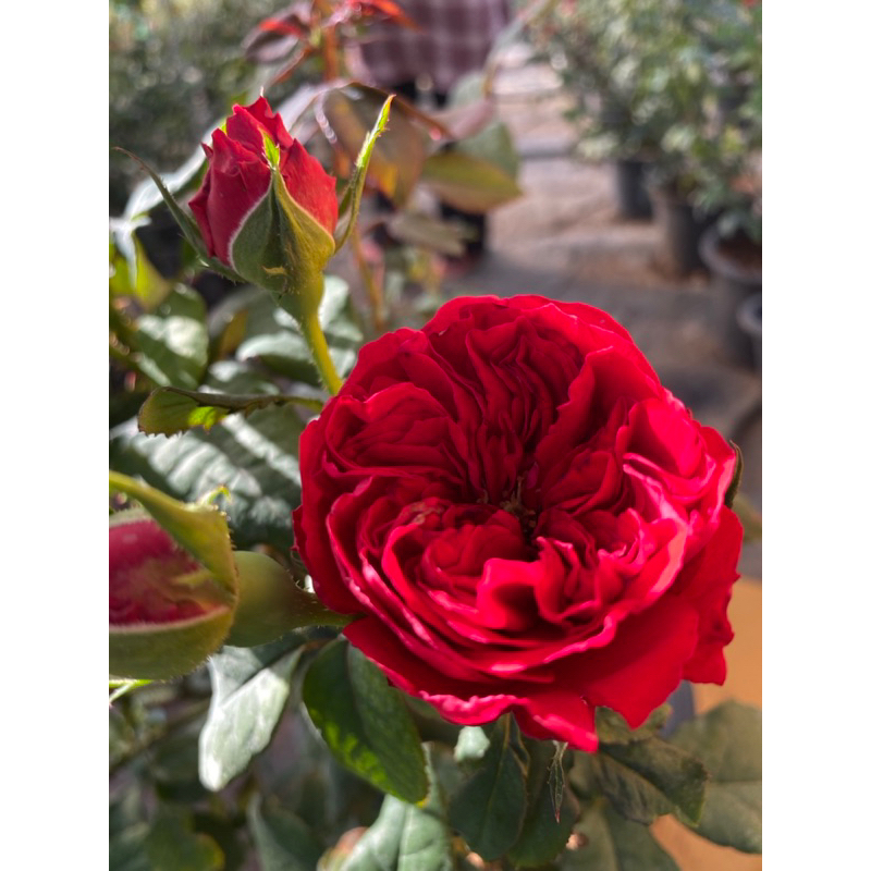 My Rose ชื่อสายพันธุ์มายโรส กุหลาบสีแดงสดกลีบหนา หอมอ่อนๆกลิ่นชา บานทน ดอกดกตลอดทั้งปี ทรงพุ่ม