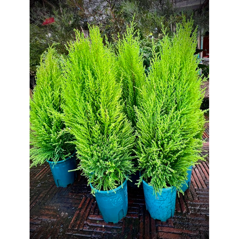 Lemon Cypress สนเลมอน Monterey Cypress มีกลิ่นหอมอ่อนๆคล้ายเลมอน ใบสีเขียวทองสดใส