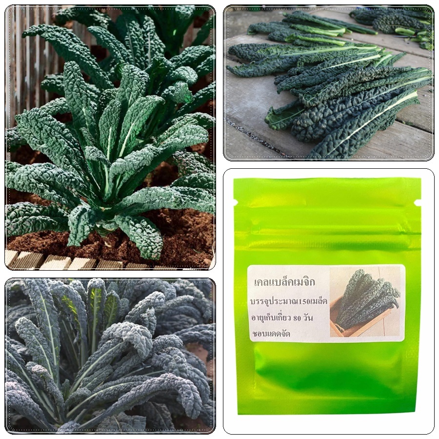 เมล็ดพันธุ์ เคลแบล็คเมจิก บรรจุ 150 เมล็ด  ของแท้จ้า