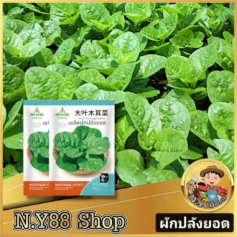 5แถม1 เมล็ดพันธุ์ผักปลัง ทานยอด 100เมล็ด เมล็ดพันธุ์ผัก เมล็ดผักสวนครัว เมล็ดพันธุ์พื้นบ้าน สายพันธุ์ดี แตกยอดเยอะ