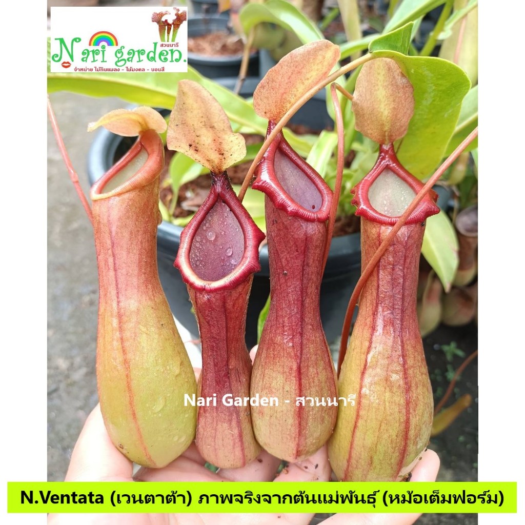 ต้นหม้อข้าวหม้อแกงลิง พันธุ์ N.Ventata (เวนตาต้า) (ส่งทั้งกระถาง 3 - 8 นิ้ว) ต้นหม้อถุงเงินถุงทอง ไม้กินแมลง ไม้ประดับ ไ