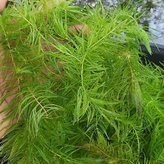 สาหร่ายหางกระรอก(150กรัม) ประดับตู้ปลา เพิ่มออกซิเจนในน้ำ  ห…