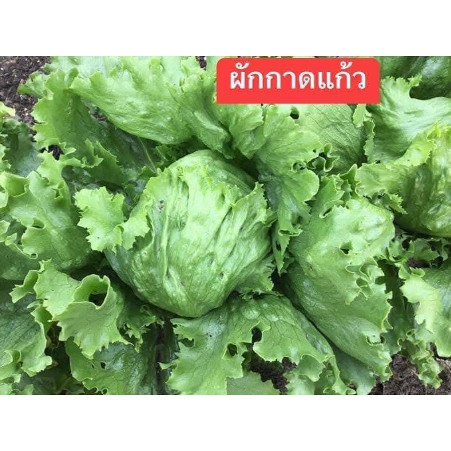 เมล็ดพันธุ์ผักกาดแก้ว สลัดแก้วหรือผักกาดหอมห่อ
