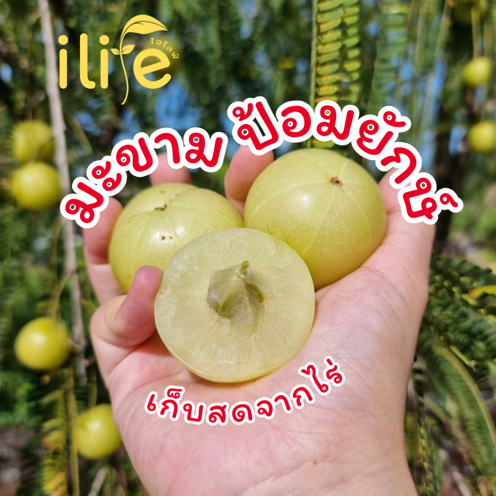 มะขามป้อมยักษ์ [iLife] ใหญ่กว่าเหรียญสิบทุกลูก เก็บใหม่ทุกวัน