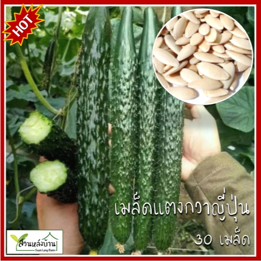 30 เมล็ด แตงกวาญี่ปุ่น เมล็ดแตงกวาญี่ปุ่น เมล็ดแตงกวา แตงกวา