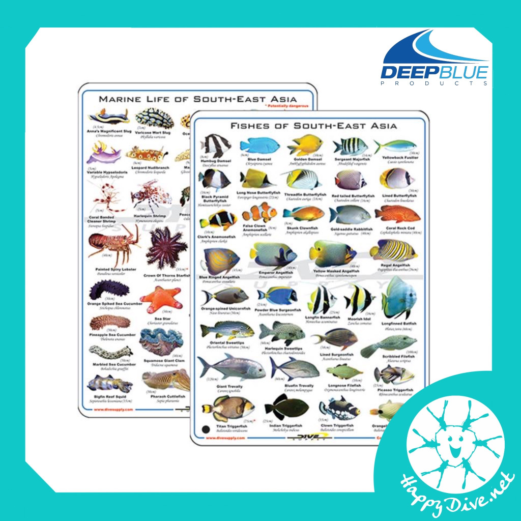Slate Fish & Corals Nudi Card 📒 - Slate ชนิดปลาและสัตว์ทะเล หนังสือปลา