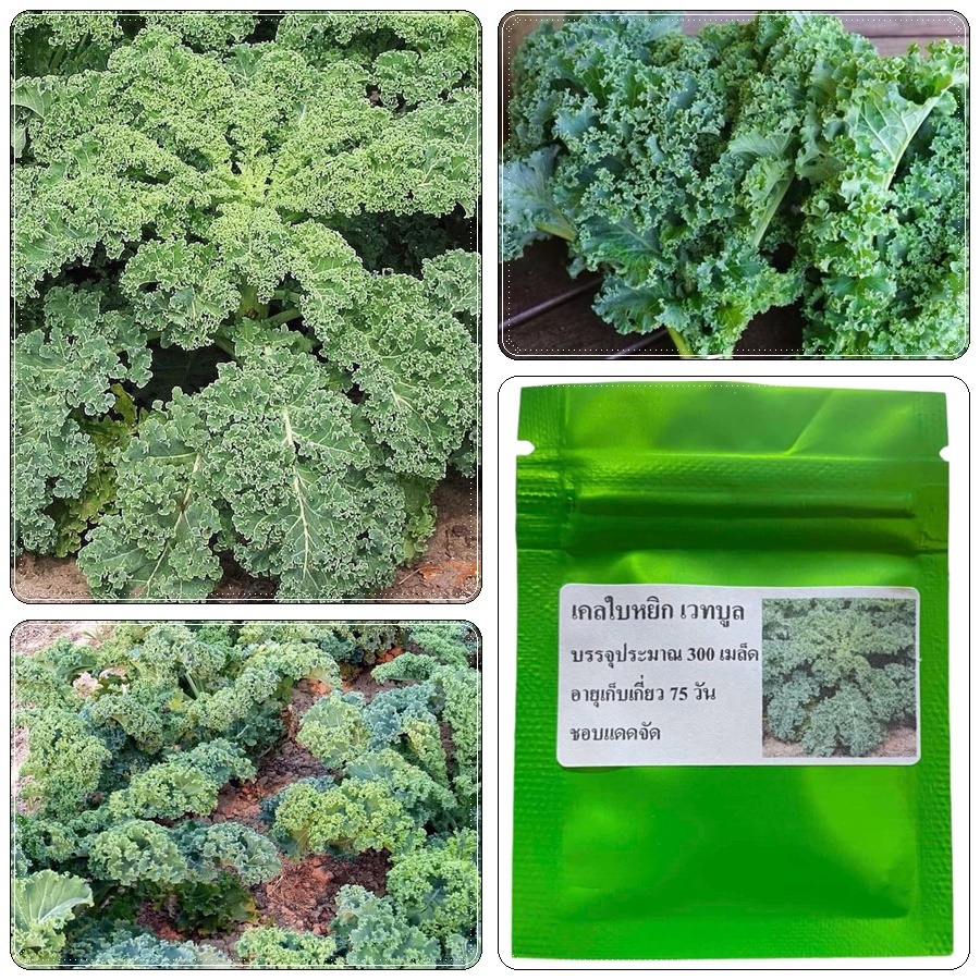 เมล็ดพันธุ์ เคลใบหงิก เวทบูล บรรจุ 300 เมล็ด ของแท้จ้า