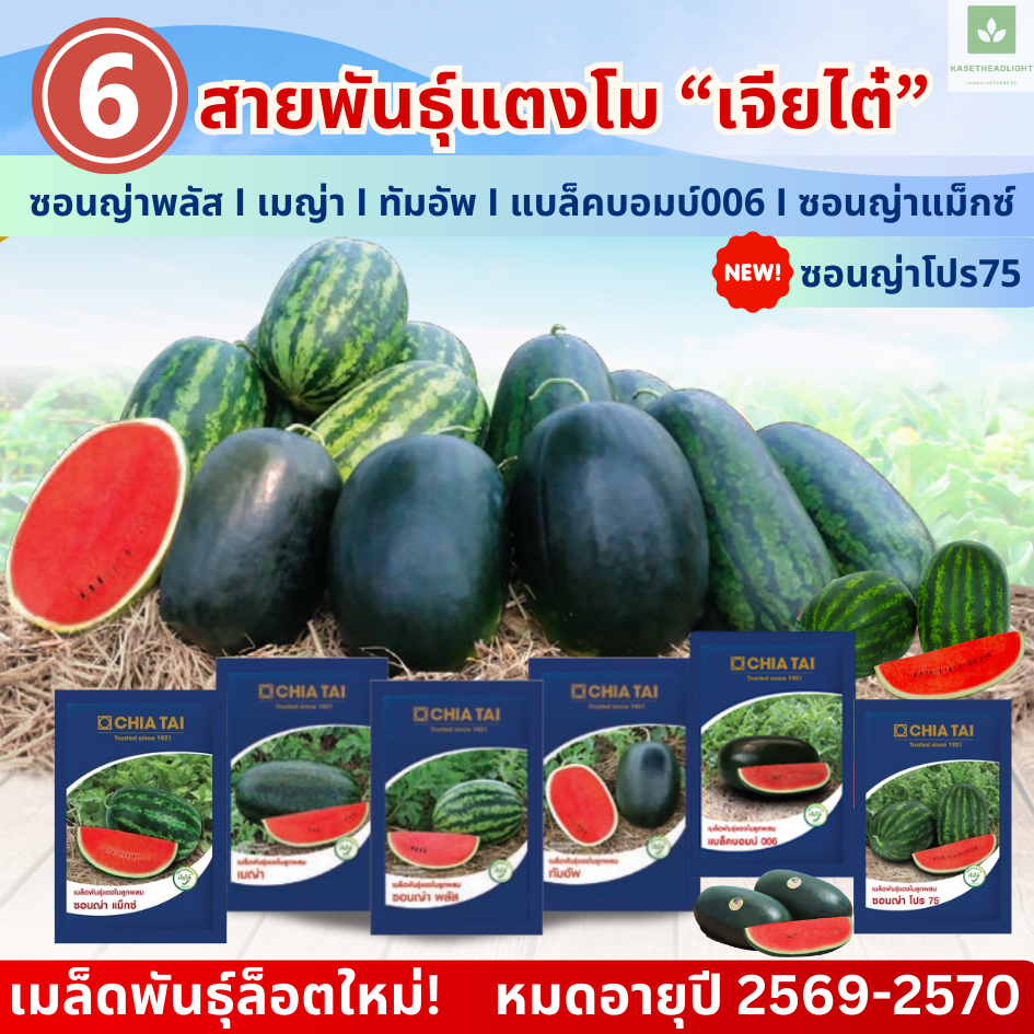 มีครบ! เมญ่า ทัมอัพ ซอนญ่า พลัส โปร75 แบล็คบอมบ์006 40กรัม/ซอง เมล็ดพันธุ์แตงโม เจียไต๋ เมล็ดแตงโม