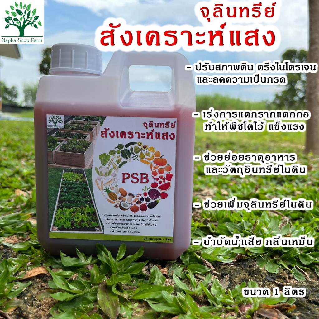 จุลินทรีย์สังเคราะห์แสง ขนาด 1 ลิตร คัดเกรดคุณภาพสูง หัวเชื้อเข้มข้น