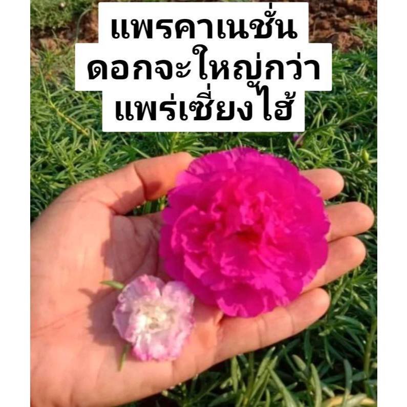 คุณนายตื่นสาย 12สายพันธุ์ ราคาเพียง69บาท ครึ่งกิโลกรัม ดอกบานทุกวัน แต่ละสายพันธุ์จะมีความแตกต่างที่สวยงาม
