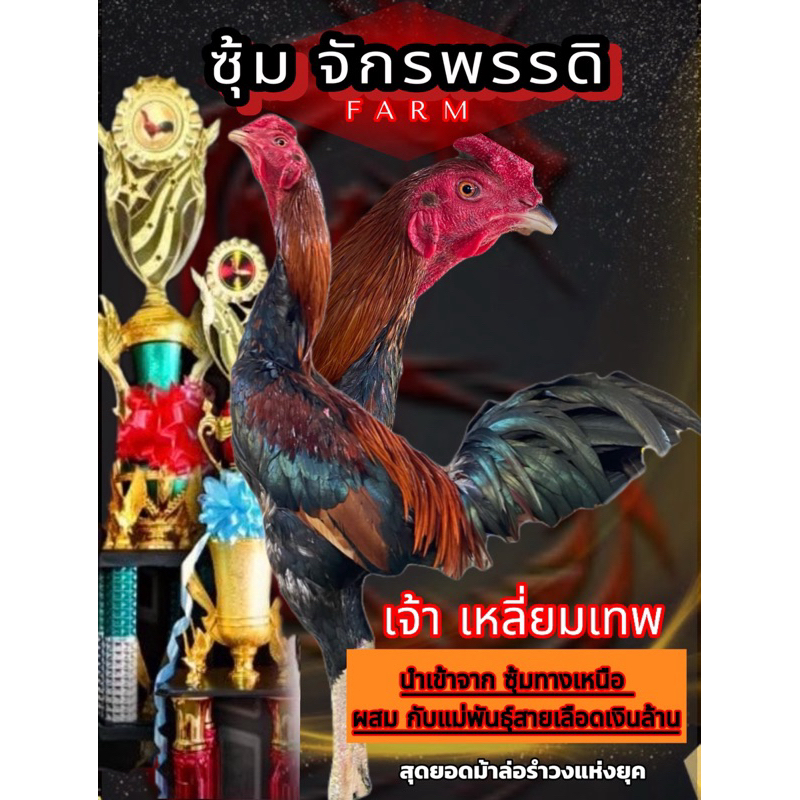ไข่ไก่ชนพม่า เจ้าเหลี่ยมเทพ  ผสมกับแม่พันธุ์สายเลือดเงินล้าน ม้าล่อรำวงแข้งคม แข้งหน้าจัด แม่น
