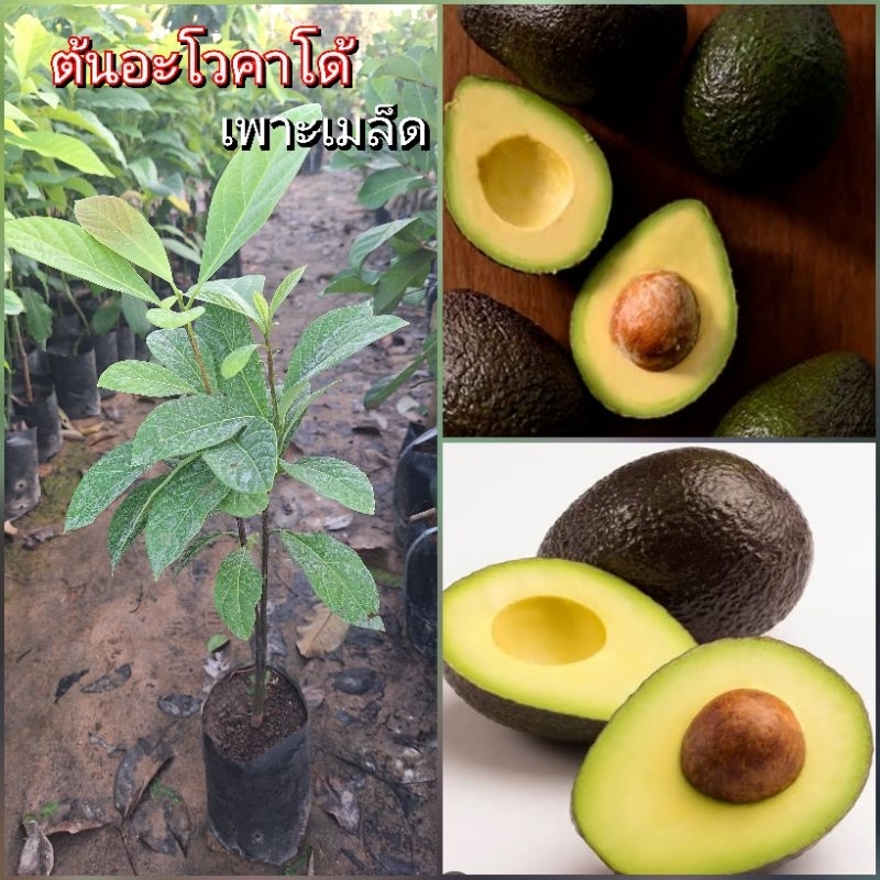 ต้นอะโวคาโด หรือ ลูกเนย Avocado เป็นผลไม้ที่มีเนื้อมันเป็นเนย ต้นพันธุ์เพาะเมล็ด  ต้นสูง 60-80 ซม.
