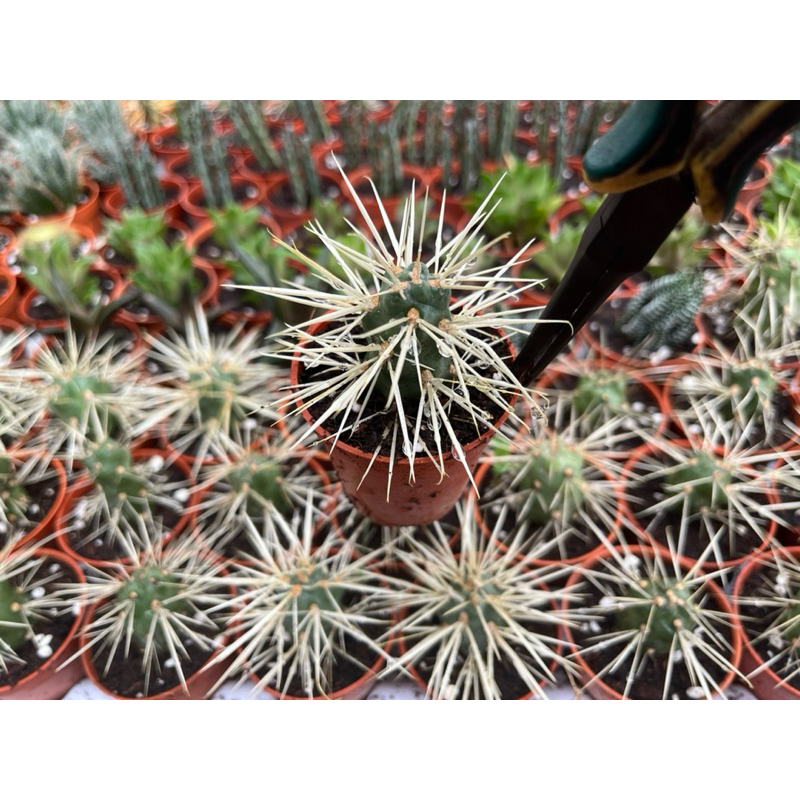 Cylindropuntia    tunicata