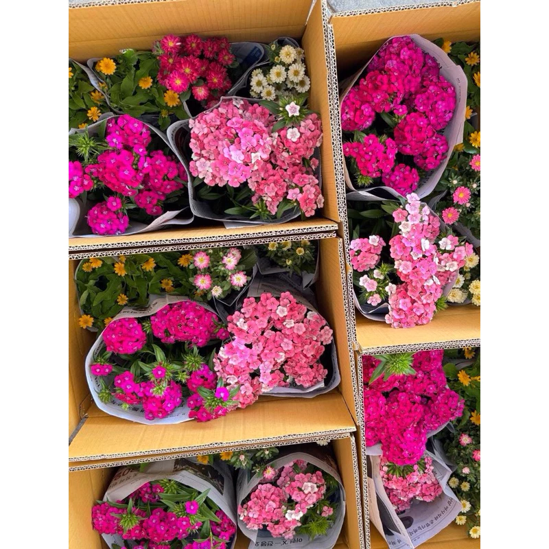 มัดรวมดอกไม้กินได้ แบบถุง หลากหลายชนิด💐💐