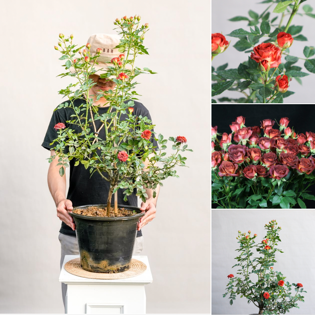 รูปภาพ 5