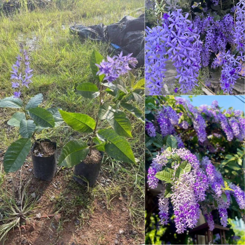 พวงครามออสเตรเลียสีม่วง ต้นส่ง30-40เซน ต้นปักชำติดดอกง่าย