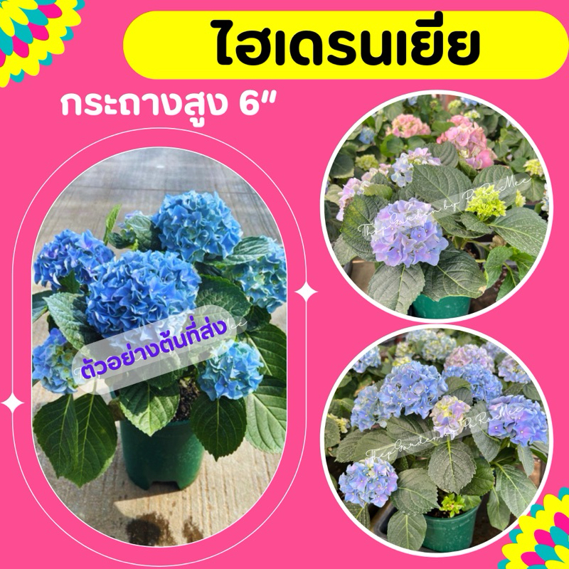 ต้นไฮเดรนเยีย Hydrangea #ไฮเดรนเยีย⛔️ทักแชทก่อนการสั่งซื้อ